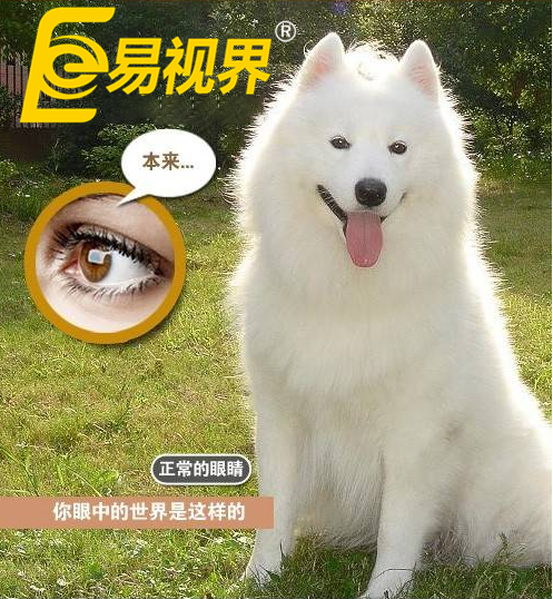 不一樣的眼病，不一樣的世界