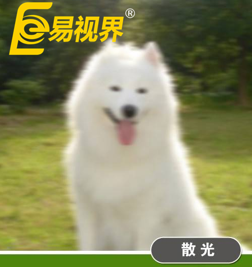 不一樣的眼病，不一樣的世界